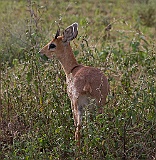 Dikdik, Serengeti